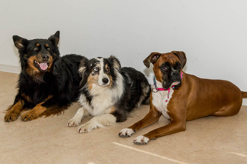 Hunde Copyright Jürgen Haacker 2018