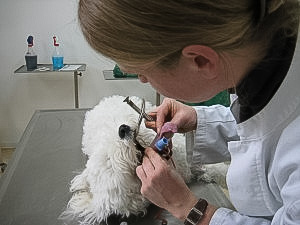 Intensiv Copyright P. Scholl