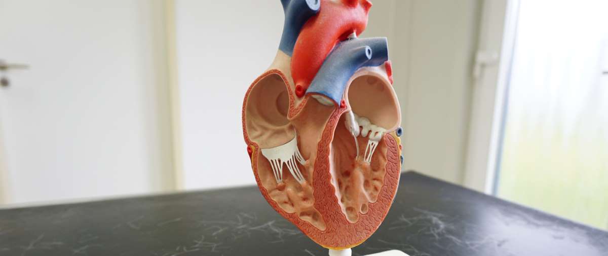 KARDIOLOGIE Copyright P. Scholl