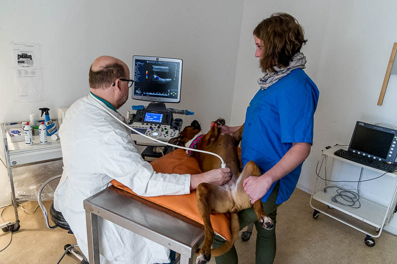 Ultraschall Copyright Jürgen Haacker 2018